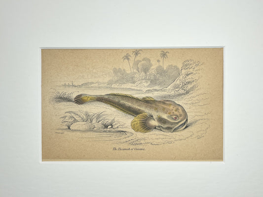 The Pacamah of Guiana