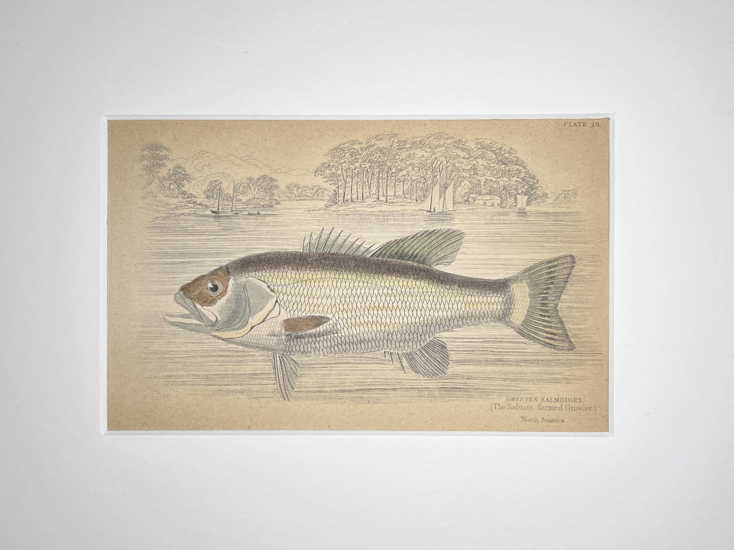 The Salmon - formed Growler