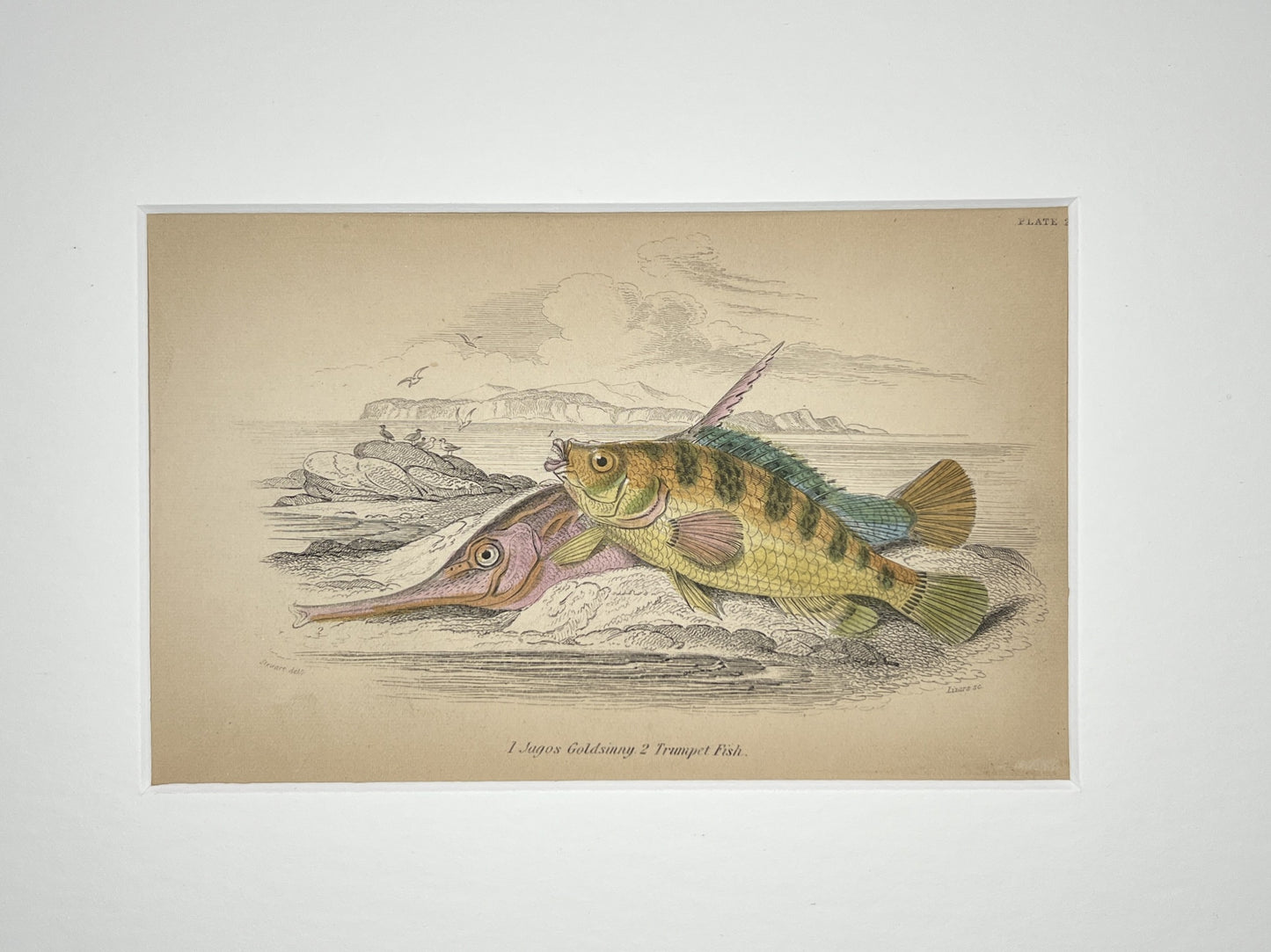Trumpet Fish