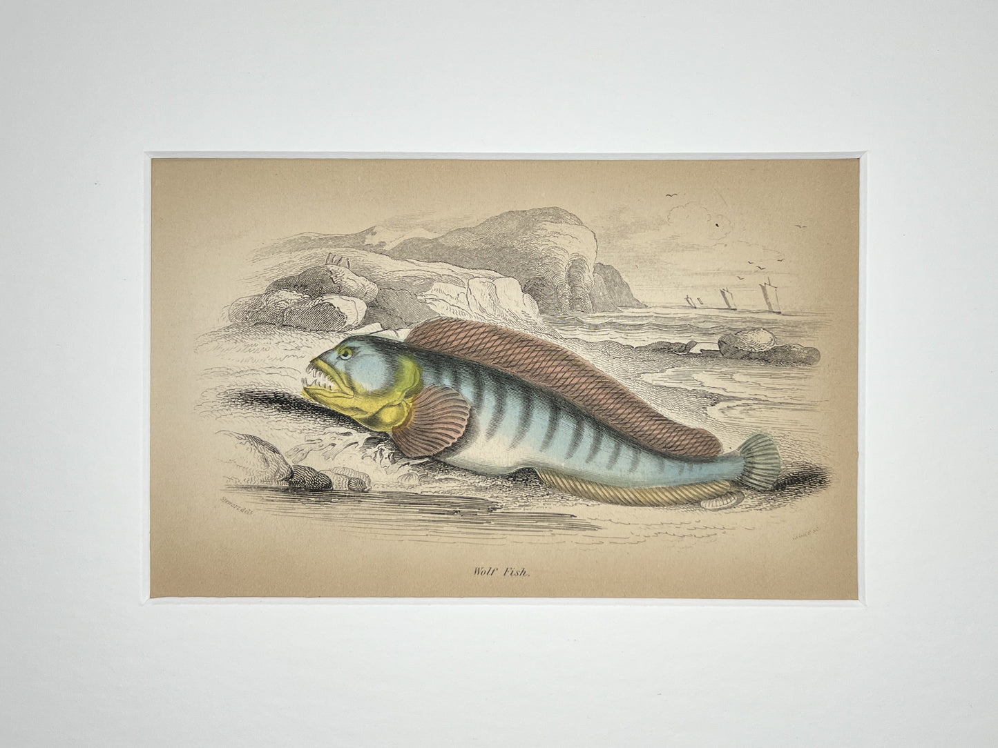 Wolf Fish