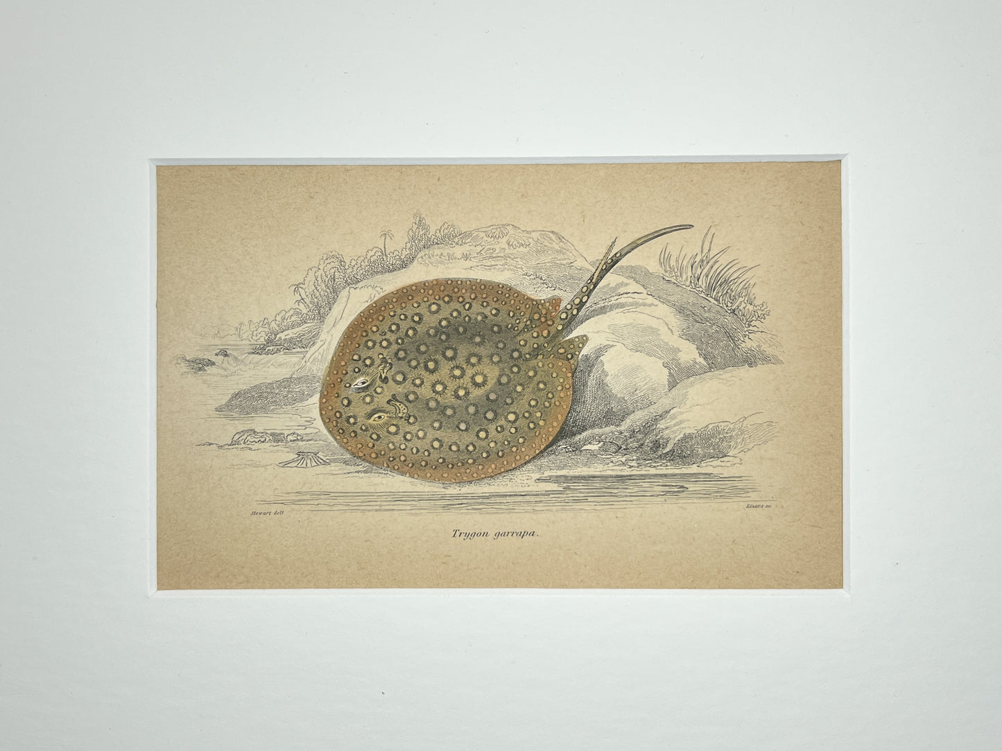 Ocellate River Stingray
