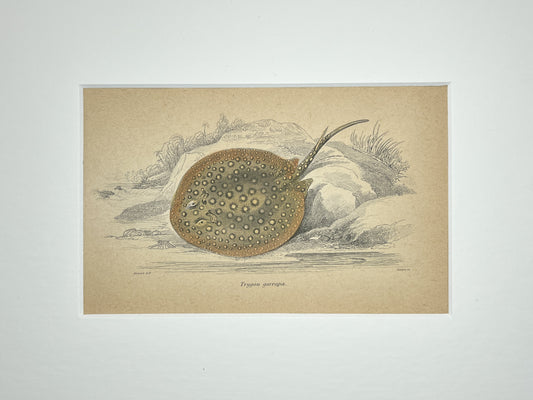 Ocellate River Stingray