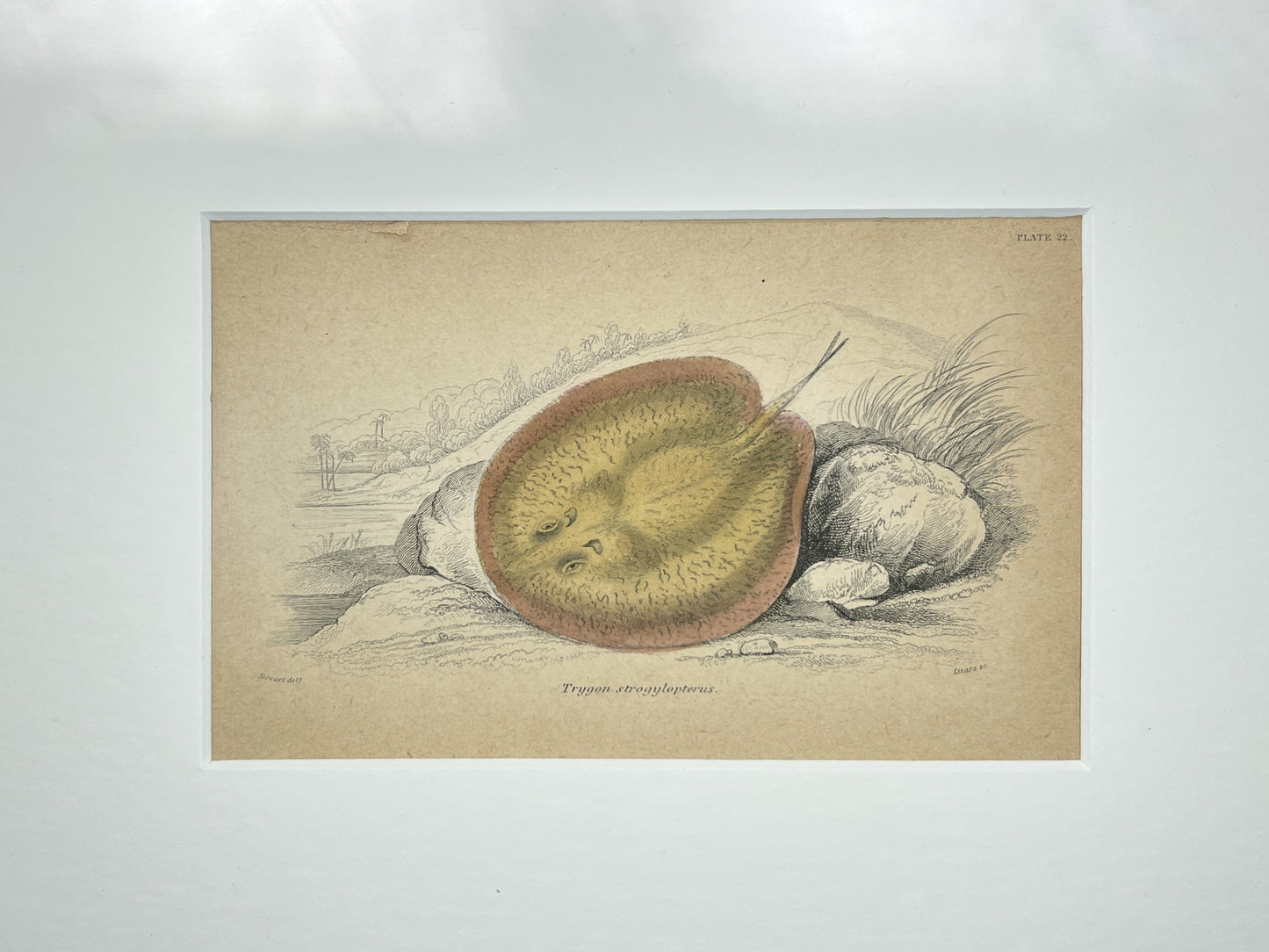 Round-headed Ray