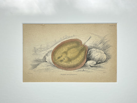 Round-headed Ray