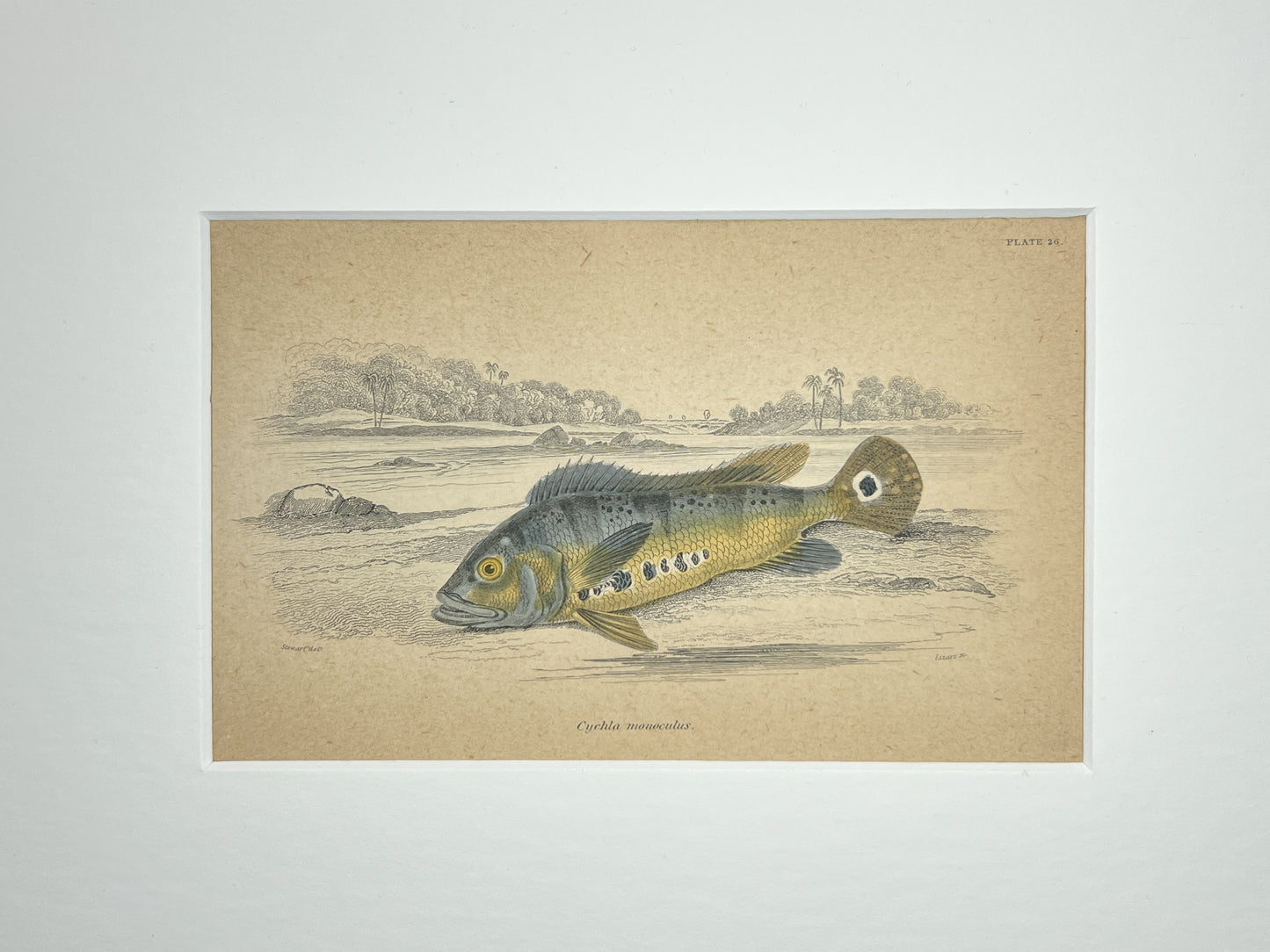 Tucanare Peacock Bass